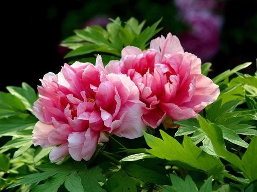 牡丹色主线最新爆料,揭秘最新爆料背后的精彩故事